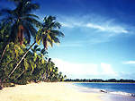Vacances plage et palmiers