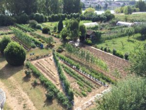 jardin potager