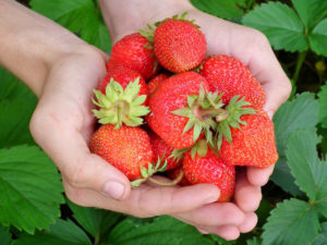 fraises